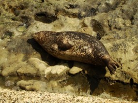LaJolla4