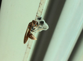 Polistinae1