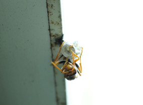 Polistinae3